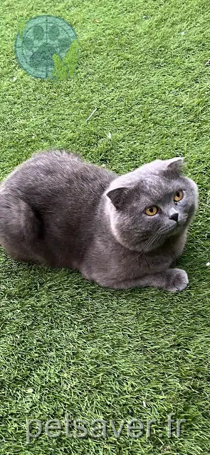 chat reunited Lyon Tomtom