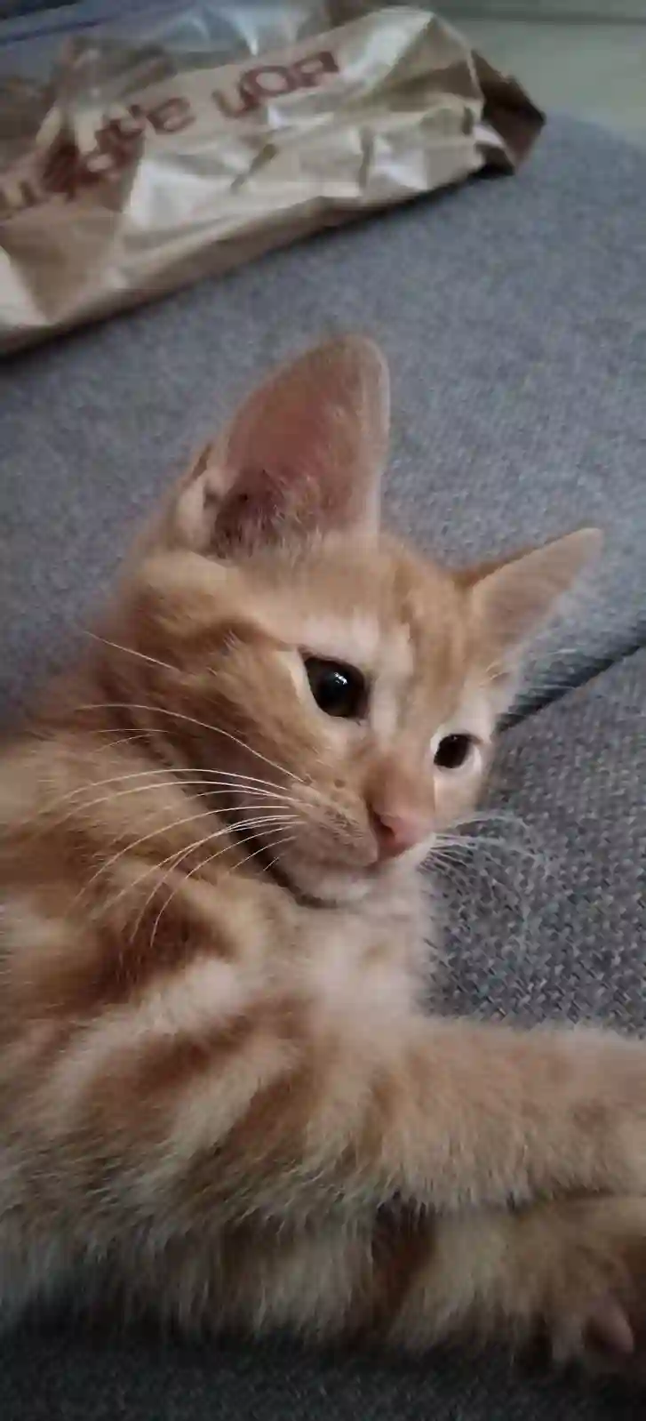 Chat Trouvé 69M Métropole de Lyon Lyon - Wewe Chat Trouvé 69M Métropole de Lyon Lyon - Wewe