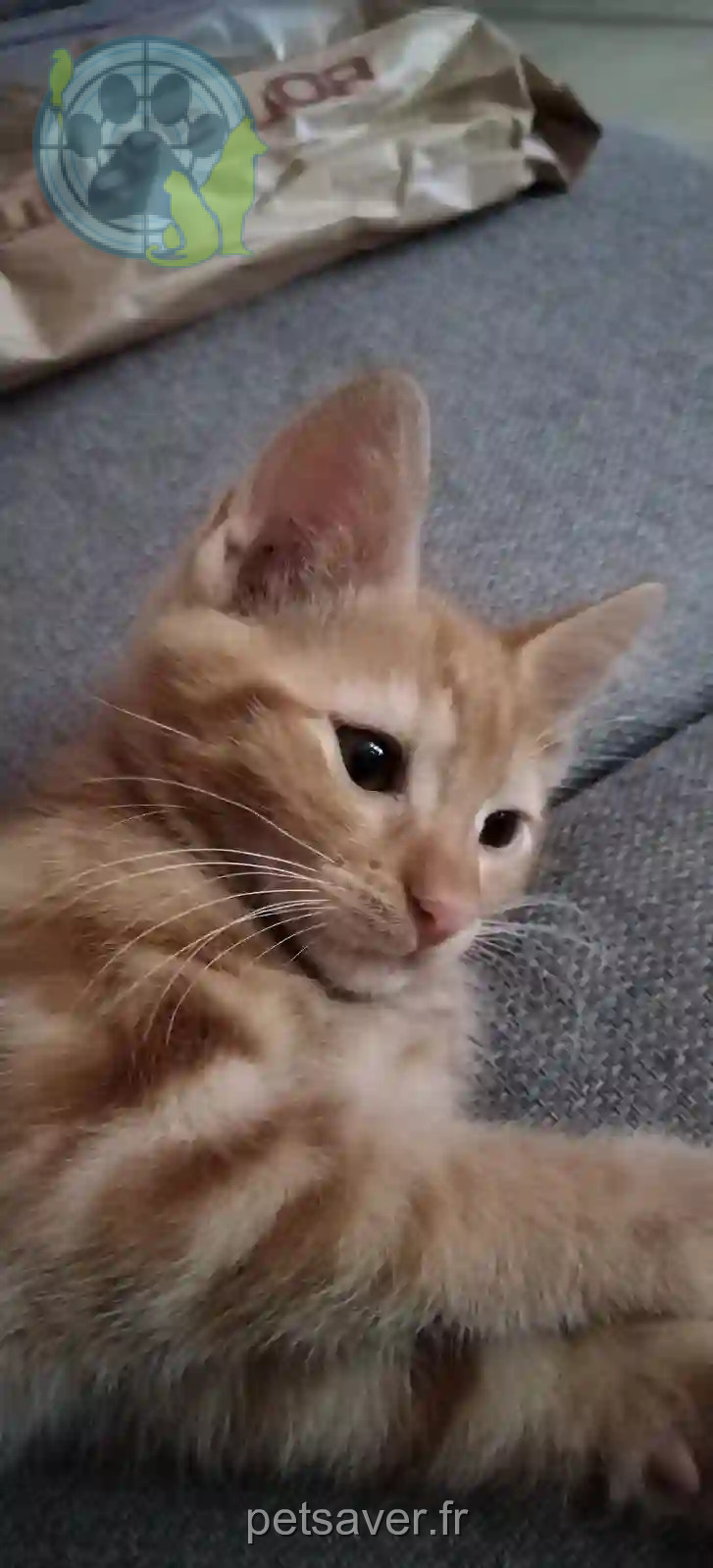 Chat Trouvé 69M Métropole de Lyon Lyon - Wewe Chat Trouvé 69M Métropole de Lyon Lyon - Wewe
