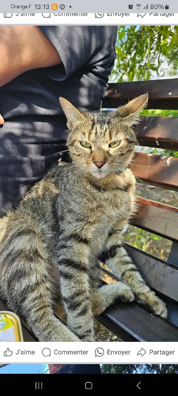 Chat Perdu 69M Métropole de Lyon Chat Perdu 69M Métropole de Lyon