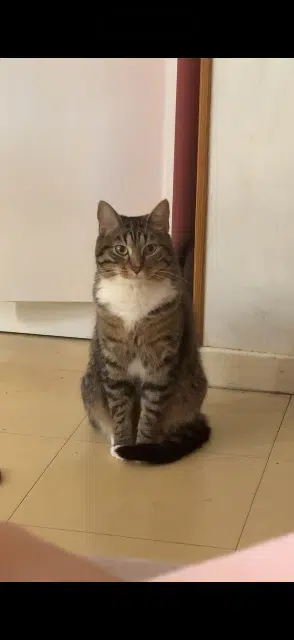 chat reunited   69190 Saint-Fons Many