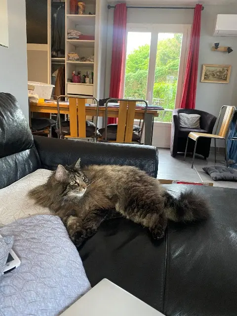 chat reunited   69340 Francheville Marcel