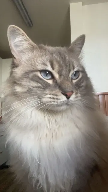 chat reunited   69120 Vaulx-en-Velin Marcus