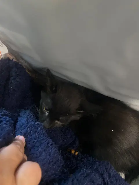 chat reunited   69200 Vénissieux Marley