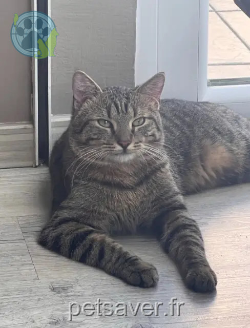 gato reunited 69330 Meyzieu Minou