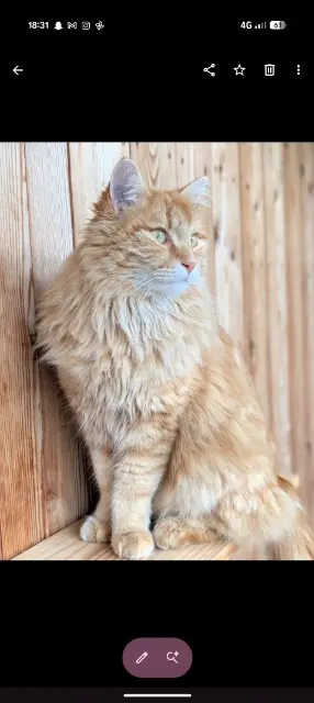 chat reunited   69250 Poleymieux-au-Mont-d'Or Mochi