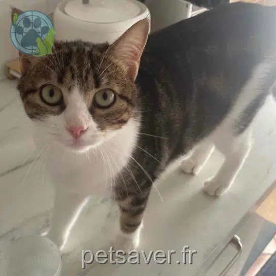 chat reunited 69500 Bron Nina