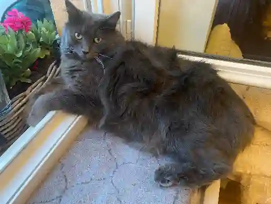 Chat Trouvé 69M Métropole de Lyon - Nouméa Chat Trouvé 69M Métropole de Lyon - Nouméa