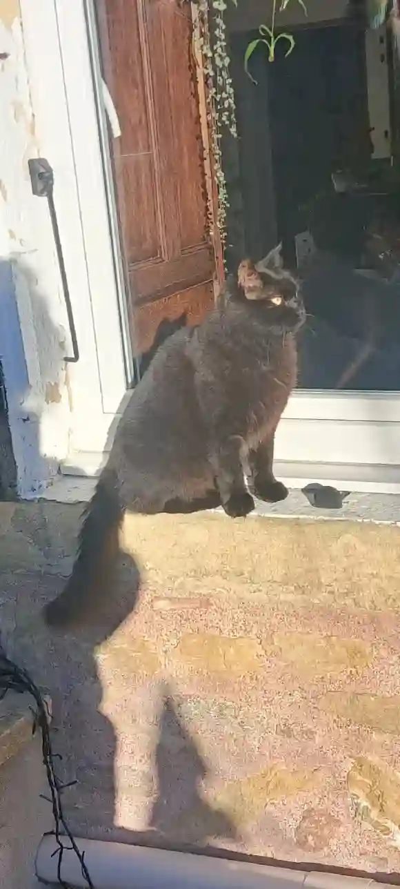 Chat Trouvé 69M Métropole de Lyon - Nyto Chat Trouvé 69M Métropole de Lyon - Nyto