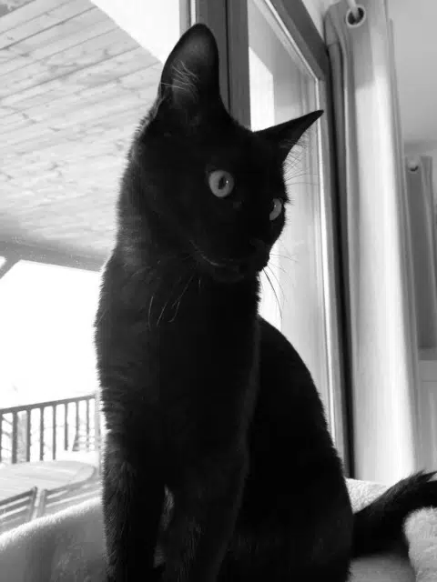 chat reunited   69580 Sathonay-Village Optimus