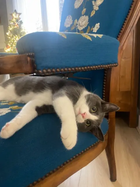 chat reunited    Oullins-Pierre-Bénite Louis