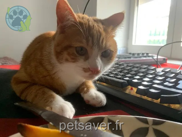 cat reunited Oullins-Pierre-Bénite Godfrey