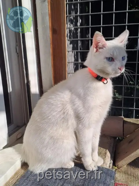 chat reunited Oullins-Pierre-Bénite Tomy