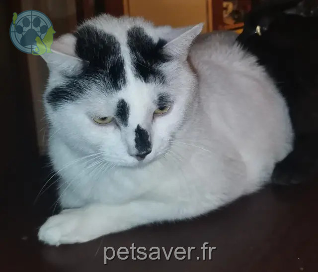 chat reunited   69800 Saint-Priest Pika