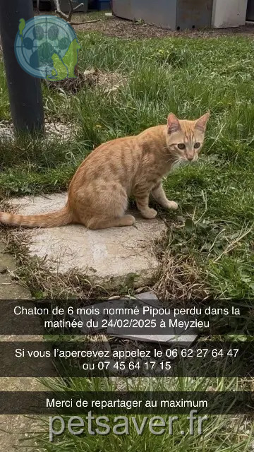 chat reunited 69330 Meyzieu Pipou