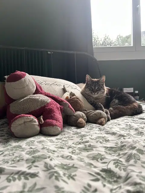 chat reunited   69150 Décines-Charpieu Ponga