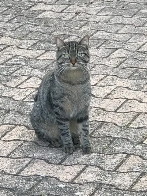 chat reunited   69520 Grigny-sur-Rhône Romeo