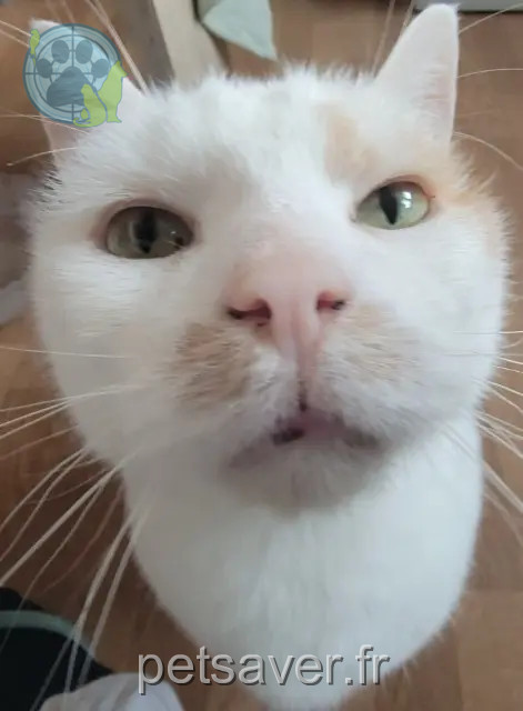 chat reunited 69700 Givors Sunday