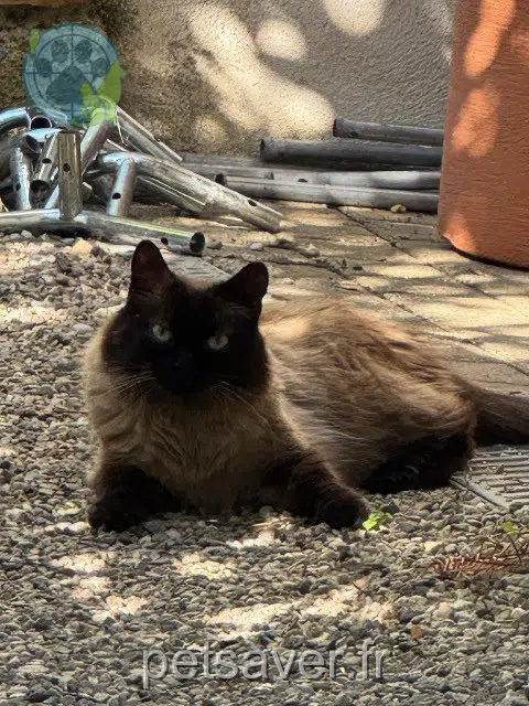 chat reunited 69250 Curis-au-Mont-d'Or Sushi