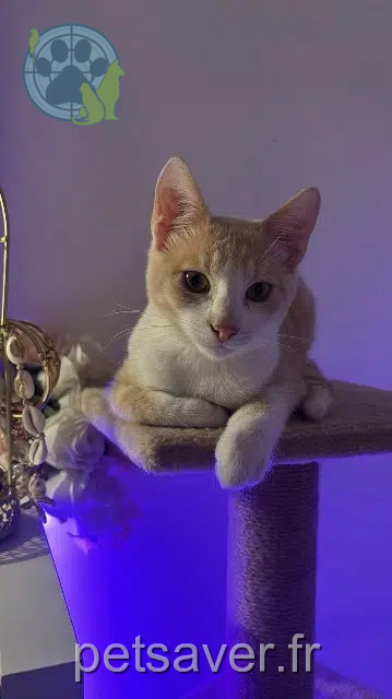 chat reunited   69580 Sathonay-Village Tassili