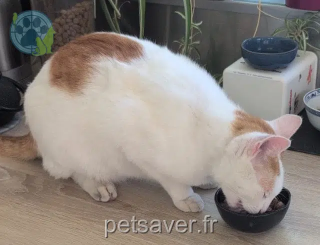 chat reunited   69230 Saint-Genis-Laval Tim