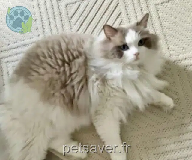 chat reunited 69200 Vénissieux Titi