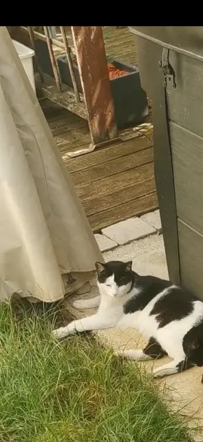 chat reunited   69190 Saint-Fons Toby