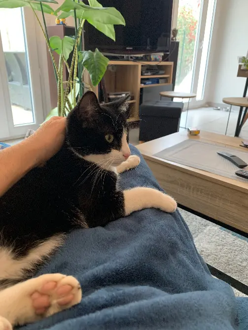 Chat Perdu 69M Métropole de Lyon Villeurbanne - Gribouille Chat Perdu 69M Métropole de Lyon Villeurbanne - Gribouille