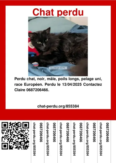 chat reunited   69100 Villeurbanne Hermès