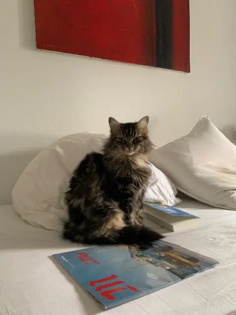 chat reunited   69100 Villeurbanne Mowgli
