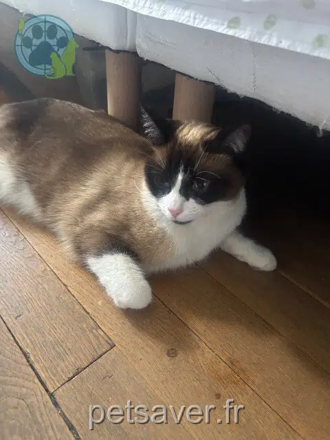 chat reunited 69100 Villeurbanne Nala
