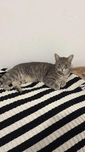 chat reunited   69100 Villeurbanne Pistache