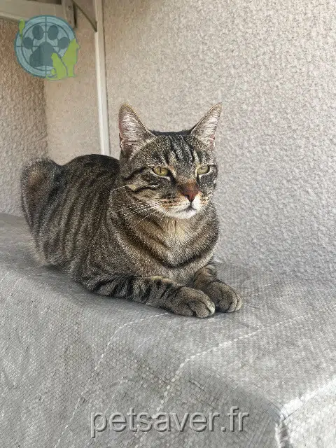 chat reunited   69100 Villeurbanne Rumba