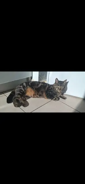 chat reunited   69100 Villeurbanne Yoshi