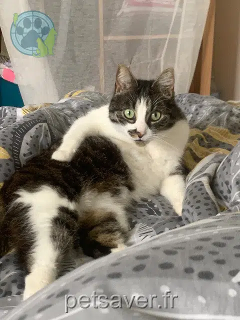 chat reunited 69120 Vaulx-en-Velin Vivi