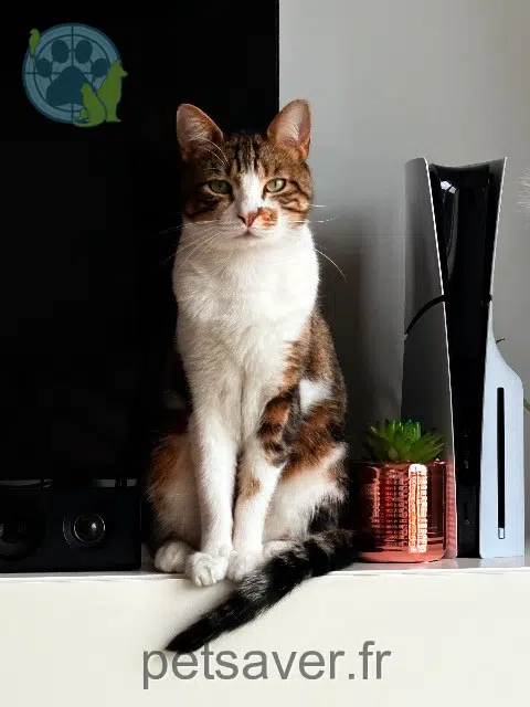 chat reunited   69390 Vernaison Whity