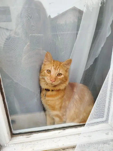 chat reunited   69200 Vénissieux Zouki