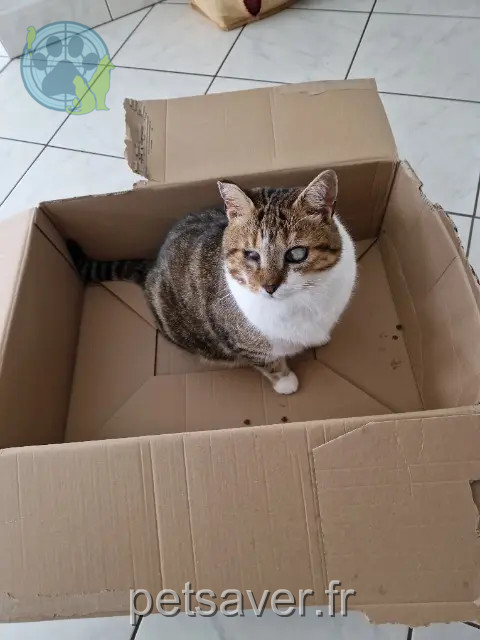 chat reunited 70100 Beaujeu-Saint-Vallier-Pierrejux-et-Quitteur Mimi