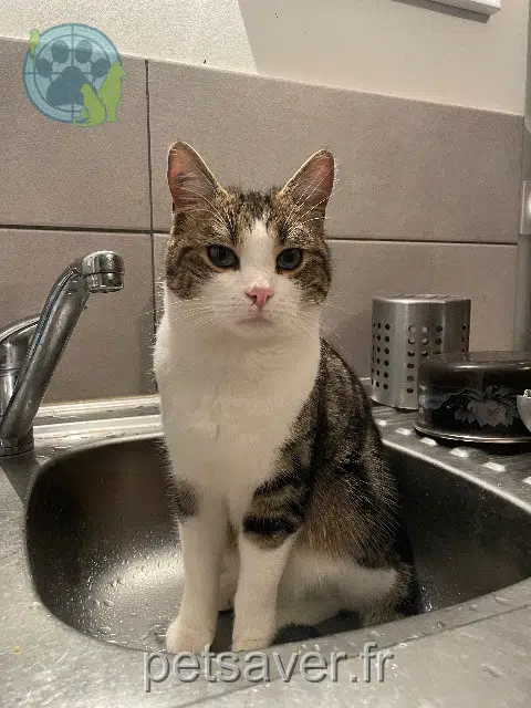 chat reunited   70000 Échenoz-la-Méline Chifuyu