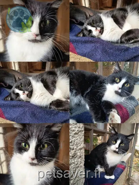 chat reunited 70240 Velleminfroy Mou