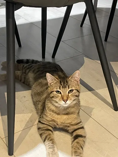 chat reunited   70400 Granges-le-Bourg Piwi