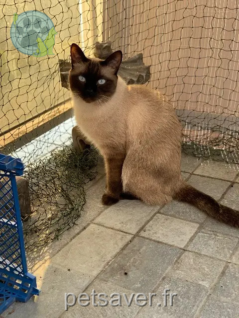 chat reunited   70000 Pusey Rocket