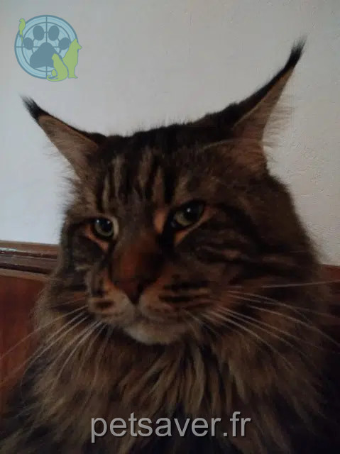 chat reunited   70290 Champagney Ruben