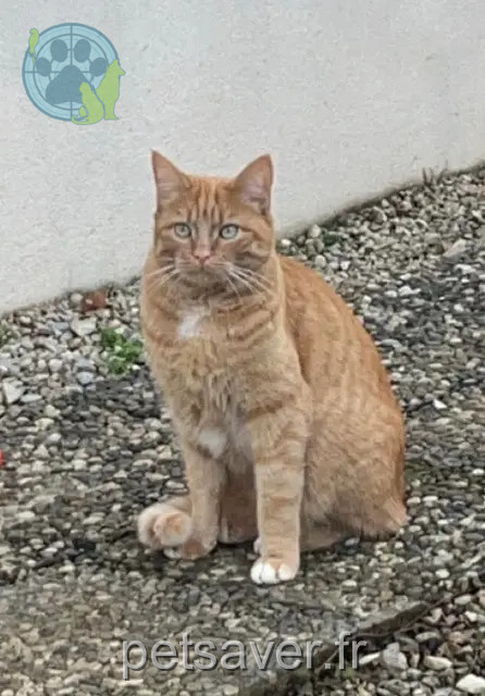 chat reunited   70190 Maizières Sacha
