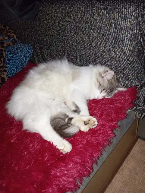 chat reunited   71700 Tournus Bretzel