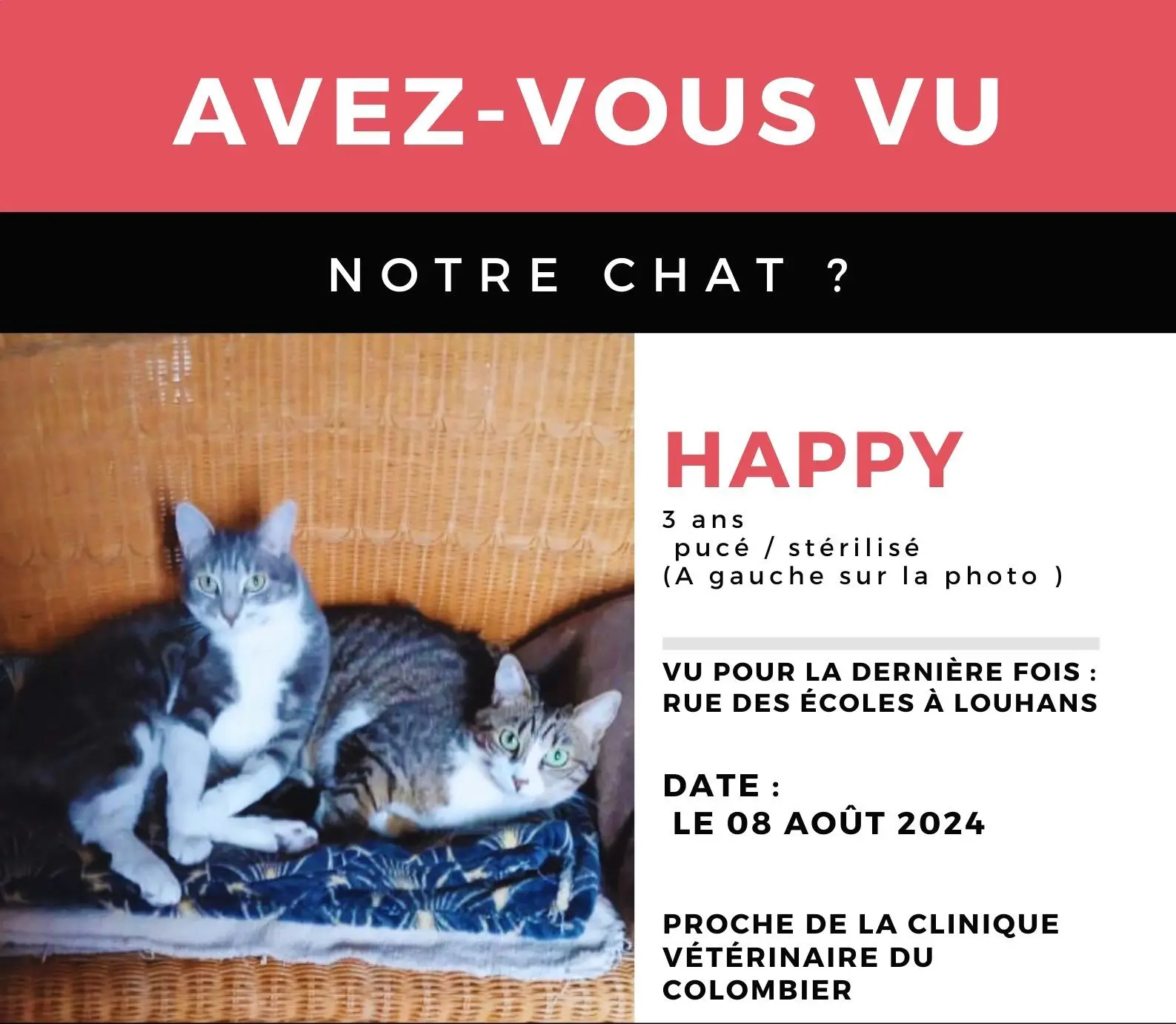 Chat Perdu 71 Saône-et-Loire - Happy Chat Perdu 71 Saône-et-Loire - Happy
