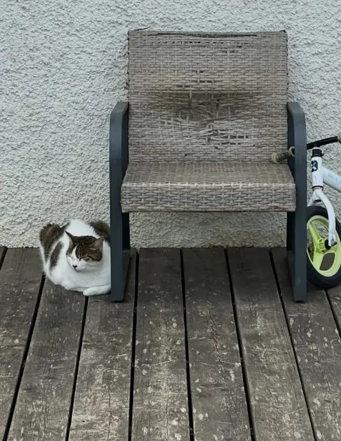 chat reunited   71380 Allériot Jump