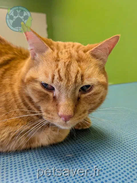 gato reunited   71100 Chalon-sur-Saône Willow