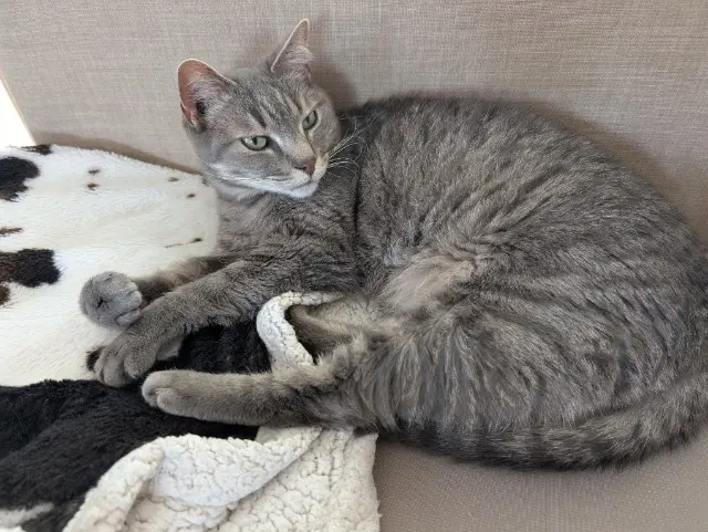 chat reunited   72230 Ruaudin Doudou