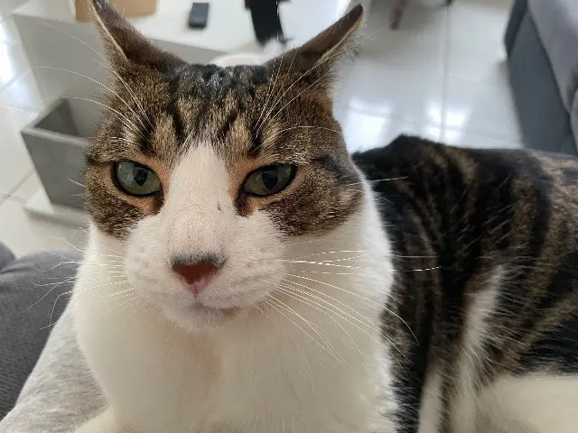 chat reunited    Le Mans Polochon